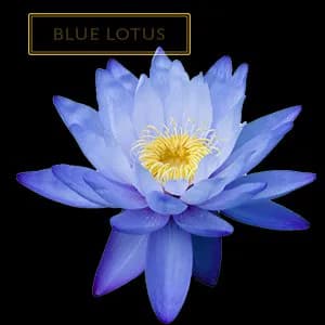 BLUE LOTUS