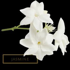 JASMINE