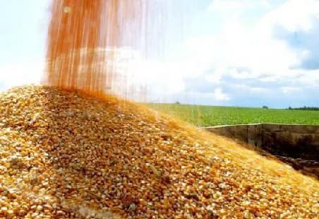 CORN FOOD 1 класс