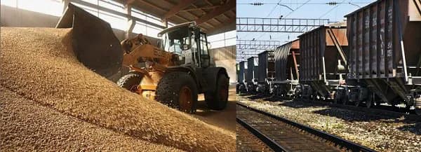 Пшеница мягкая 5 класс