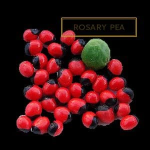 ROSARY PEA