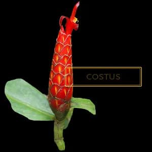 COSTUS