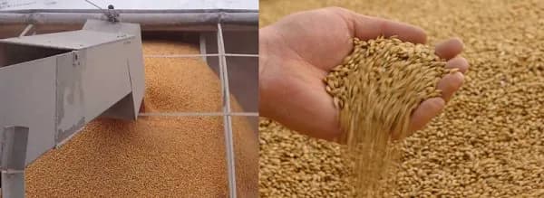 Пшеница мягкая 2 класса