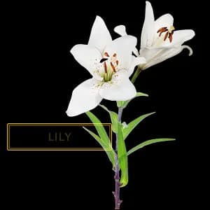 LILY
