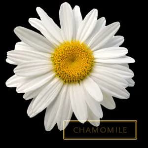 CHAMOMILE