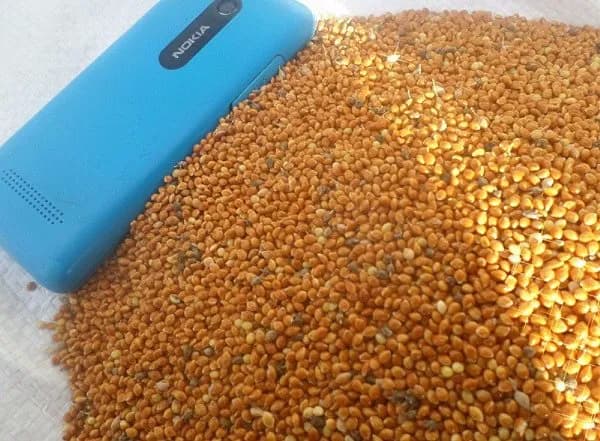 Желтое просо