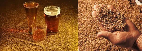 Пивоваренный ячмень