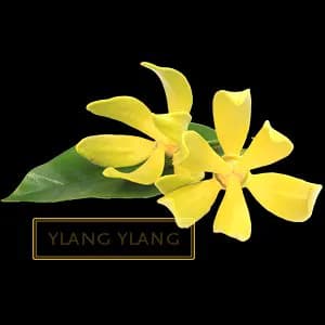 YLANG