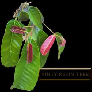 PINEY RASIN TREE