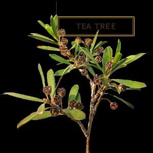 TEA TREE