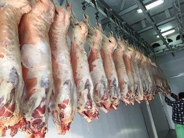 мясо ягненка