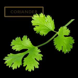 CORIANDER