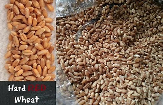 Твердое красное пшеничное