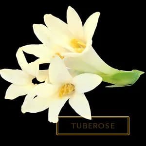 TUBEROSE