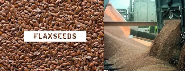 ЛЬНЯНОЕ СЕМЯ