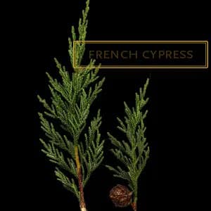 FRENCH CYPRESS