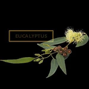 EUCALIPTUS