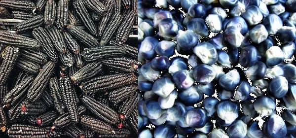 Черная кукуруза