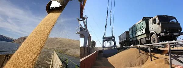 Озимая Пшеница класс 4