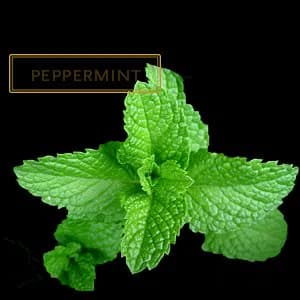 PEPPERMINT