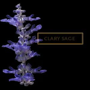 CLARY SAGE