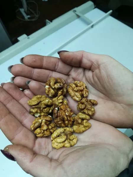 Бабочка 1/2 Темная