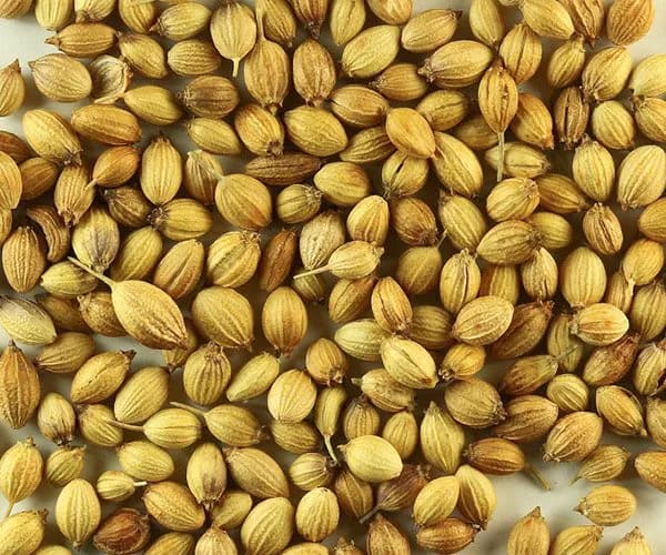 Сухие семена кориандра - качество скутера