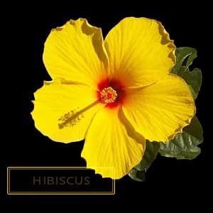 HIBICUS