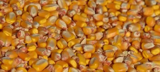 Кормить кукурузой