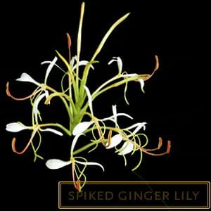 SPIKED GINGER LILY
