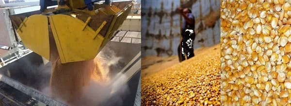 ЖЕЛТАЯ КУКУРУЗА ФОБ РОССИЯ