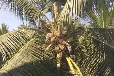 Кокосовое масло Индии — топ 10 производителей