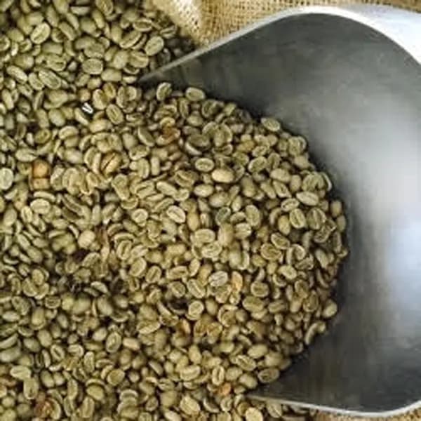 Green coffee from India
