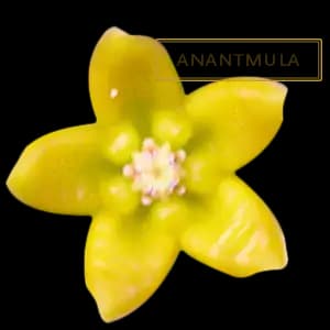 ANANTMULA