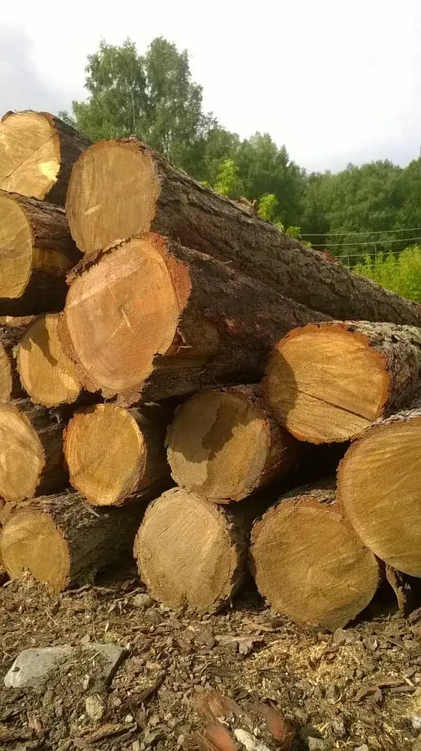 Ясень из России