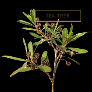 ЧАЙНОЕ ДЕРЕВО