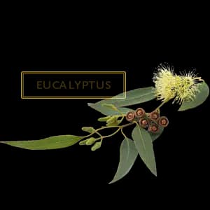 Эвкалипт