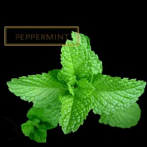 PEPPERMINT