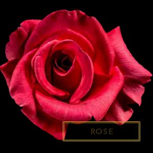 РОЗА
