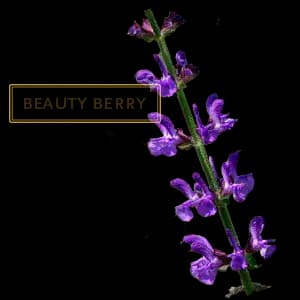 BEUTY BERRY