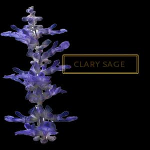 CLARY SAGE