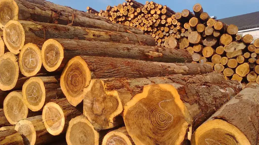 Дуб пиломатериалы из России