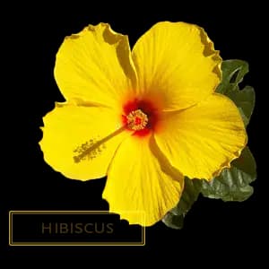 HIBICUS