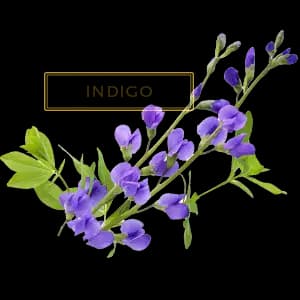 ИНДИГО