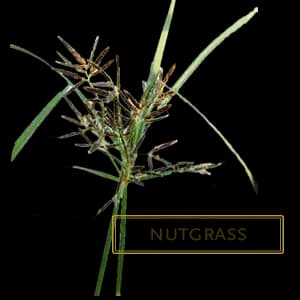 Nutgrass